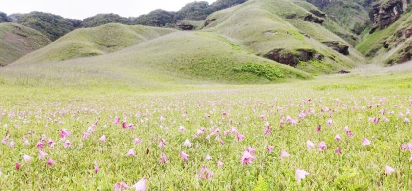 Rare Dzükuo Lily's decline sparks concerns for its future survival - Vimarsana News